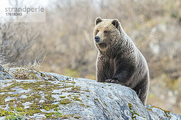 Porträt eines Braunbären (Ursus arctos)  der auf den Felsen im Glacier Bay National Park steht; Südost-Alaska  Alaska  Vereinigte Staaten von Amerika