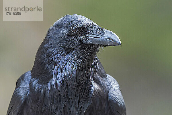 Nahaufnahme eines Raben (Corvus corax); Yellowstone National Park  Vereinigte Staaten von Amerika