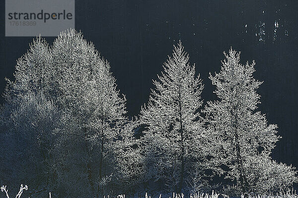 Gefrorene Erlenbäume (Alnus glutinosa) im Sonnenlicht; Bayern  Deutschland