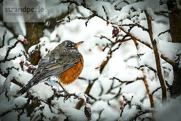 Buntes Rotkehlchen (Turdus migratorius) auf einem schneebedeckten Ast mit getrockneten kleinen Äpfeln am Baum; Calgary  Alberta  Kanada