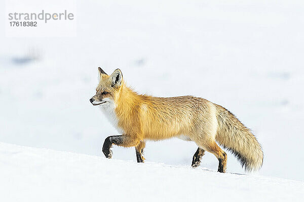 Rotfuchs (Vulpes vulpes) im Schnee; Montana  Vereinigte Staaten von Amerika