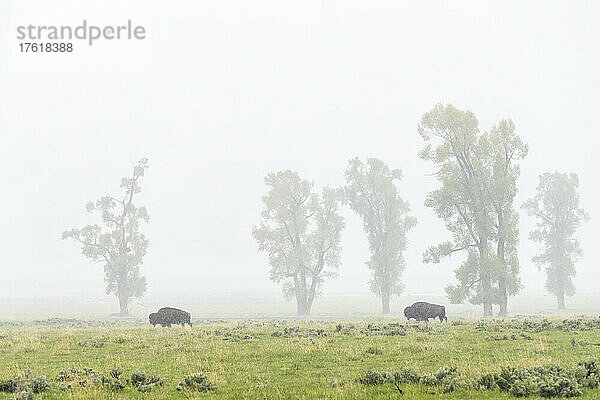 Ein Paar amerikanischer Bisons (Bison bison) weidet während eines Schneesturms im Lamar Valley auf einem grasbewachsenen Feld in der Nähe von Pappelbäumen (Populus deltoides); Yellowstone National Park  Vereinigte Staaten von Amerika