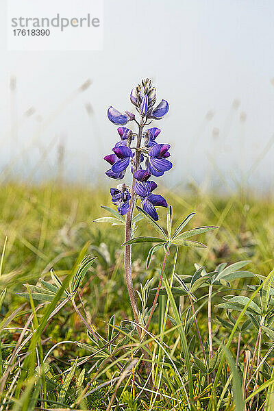 Nahaufnahme einer Blüte der wilden Lupine (Nootka-Lupine) im Sommer  Azachorok Mountain  Lower Yukon River; Mountain Village  West-Alaska  Alaska  Vereinigte Staaten von Amerika