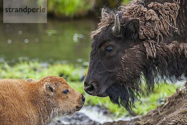 Amerikanische Bisonkuh (Bison bison) und ihr Kalb  von Angesicht zu Angesicht im Yellowstone National Park  Vereinigte Staaten von Amerika