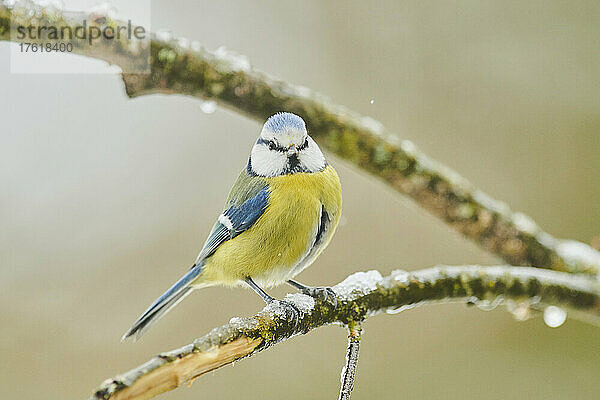 Porträt einer Blaumeise (Cyanistes caeruleus)  die im Winter auf einem Ast sitzt; Bayern  Deutschland