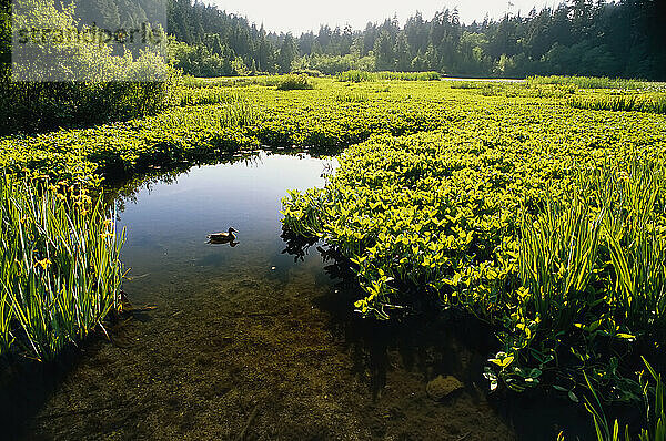 Sumpfland und Ente