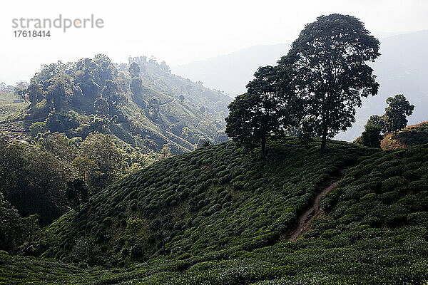Teepflanzen (Camellia sinensis) bedecken die üppigen Berghänge im Hochland des Distrikts Ilam; Provinz Nr. 1  Ostnepal  Nepal