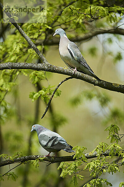 Haustauben (Columba livia domestica) auf Ästen sitzend; Bayern  Deutschland