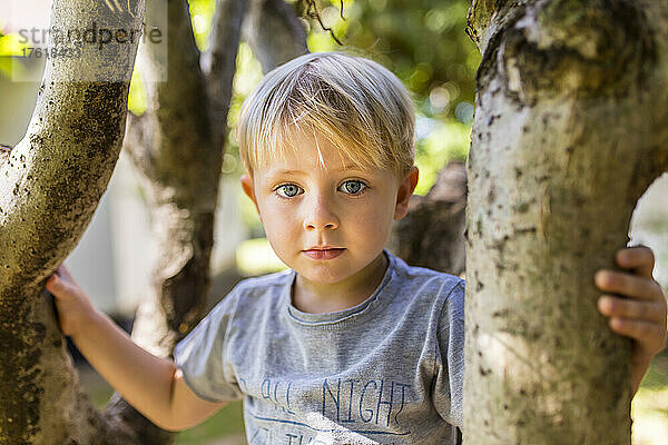 Nahaufnahme eines kleinen Jungen mit blauen Augen  der in einem Baum sitzt und in die Kamera schaut; Vientiane  Präfektur Vientiane  Laos