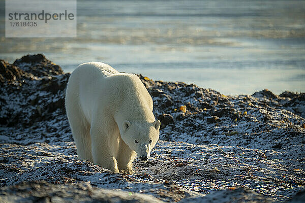 Eisbär (Ursus maritimus) stehend auf Felsen am Ufer; Arviat  Nunavut  Kanada