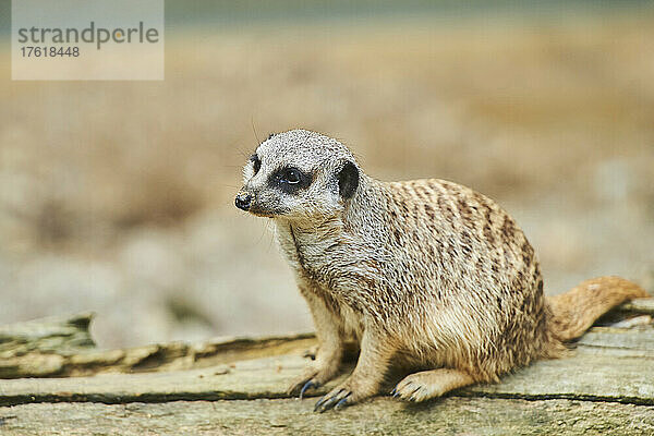 Porträt eines Erdmännchens oder Surikats (Suricata suricatta)  in Gefangenschaft; Bayern  Deutschland