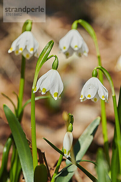 Frühlingsblüte der Schneeflocke (Leucojum vernum) in einem Wald; Oberpfalz  Bayern  Deutschland