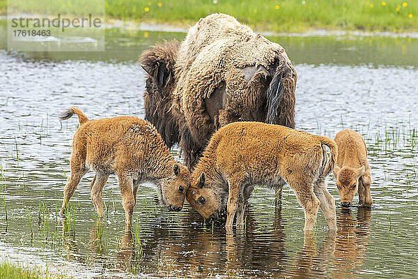 Amerikanische Bisonkuh (Bison bison) und drei Kälber stehen im ruhigen Wasser  zwei Kälber spielen miteinander  während das andere trinkt; Yellowstone National Park  Vereinigte Staaten von Amerika