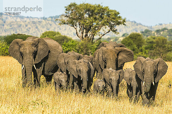 Herde afrikanischer Buschelefanten (Loxodonta africana)  die durch das Grasland des Serengeti-Nationalparks ziehen; Tansania
