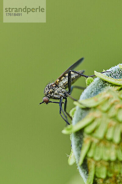 Nahaufnahme einer Raubfliege oder Tötungsfliege (Asilidae) auf männlichem Farn oder Wurmfarn (Dryopteris filix-mas); Bayern  Deutschland