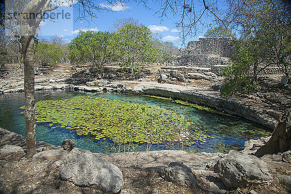 Cenote bei Dzibilchaltun  den Maya-Ruinen; Merida  Yucatan  Mexiko