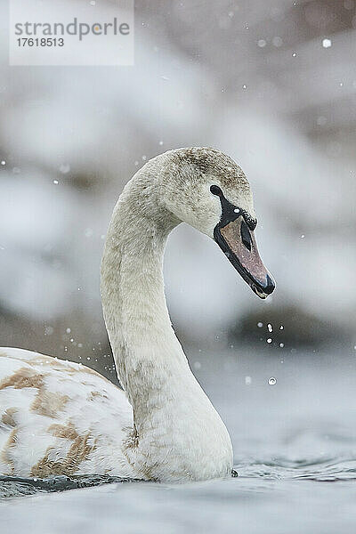 Jungtiere des Höckerschwans (Cygnus olor) bei Schneefall auf der Donau; Bayern  Deutschland