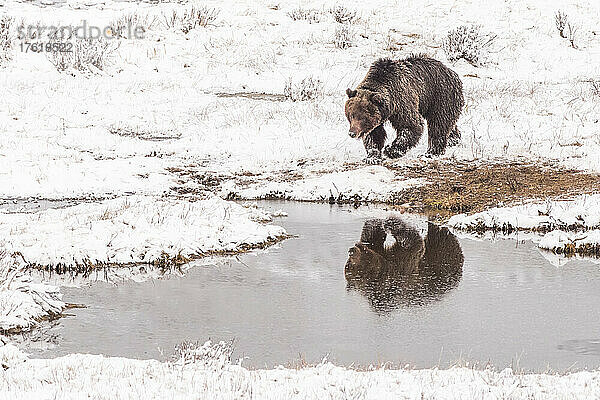 Braunbär (Ursus arctos)  der im Winter an der schneebedeckten Küste entlangläuft  mit Spiegelung im Wasser; Yellowstone National Park  Vereinigte Staaten von Amerika