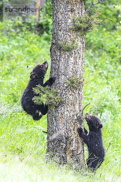 Zwei amerikanische Schwarzbärenjunge (Ursus americanus) lernen  auf eine Douglasie (Pseudotsuga menziesii) im Yellowstone-Nationalpark zu klettern. Der Amerikanische Schwarzbär ist eine von acht Bärenarten auf der Welt und eine von drei auf dem nordamerikanischen Kontinent; Wyoming  Vereinigte Staaten von Amerika