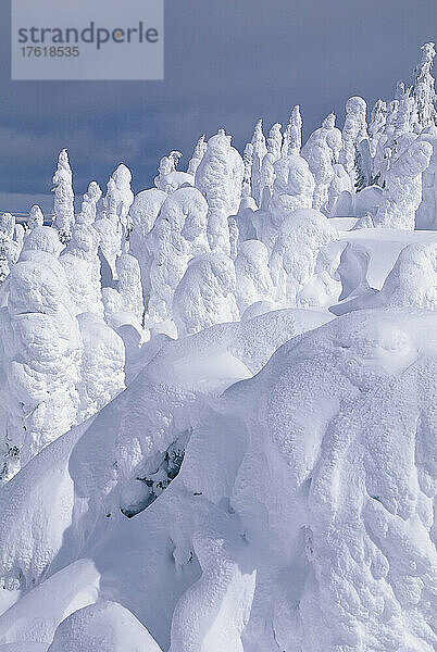 Schneegespenster  Sun Peaks  British Columbia  Kanada