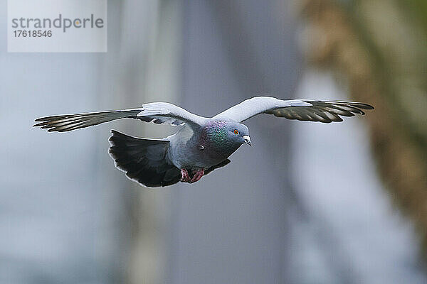 Wildtaube (Columba livia domestica) im Flug; Regensburg  Oberpfalz  Bayern  Deutschland