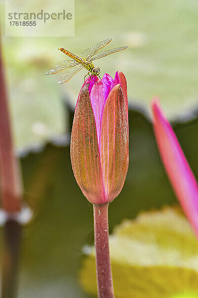 Libelle auf Lotusblume (Nelumbo nucifera)  Roter Lotus-See; Chiang Haeo  Thailand