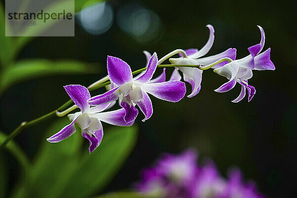 Zarte Orchideen in voller Blüte