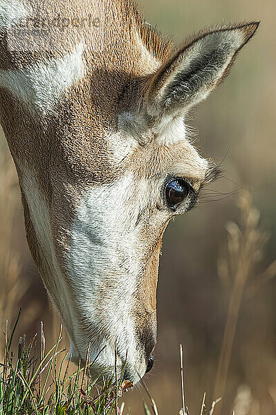 Nahaufnahme einer grasenden Pronghorn-Antilope (Antilocapra americana); Montana  Vereinigte Staaten von Amerika