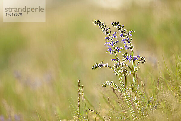 Blühender Wiesensalbei (Salvia pratensis) auf einer Wiese im Nationalpark Bayerischer Wald; Bayern  Deutschland