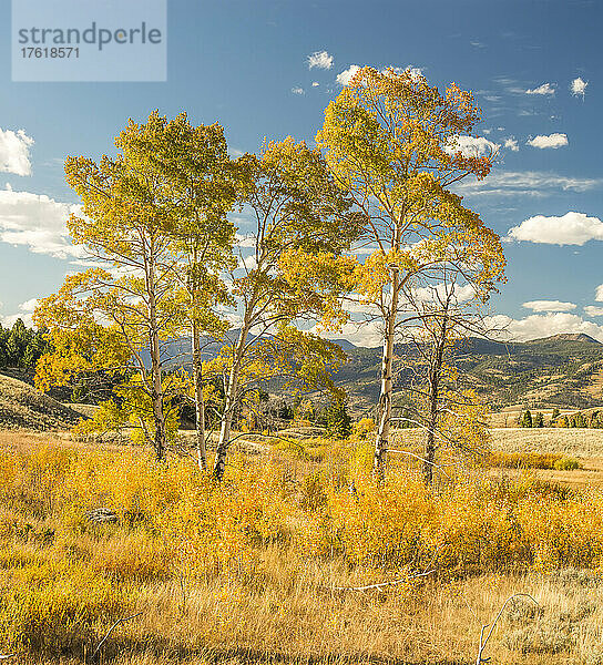 Ansammlung von Goldespenen (Populus tremuloides) auf dem Blacktail Plateau im Herbst; Yellowstone National Park  Vereinigte Staaten von Amerika