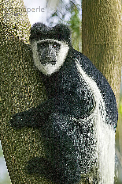 Porträt eines schwarz-weißen Colobus-Affen (Colobus guereza) in Bäumen am Ufer des Naivasha-Sees  nahe Naivasha  Kenia; Kenia