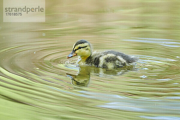 Stockenten- oder Wildentenküken (Anas platyrhynchos)  das im Wasser schwimmt und sich auf der Oberfläche spiegelt; Bayern  Deutschland