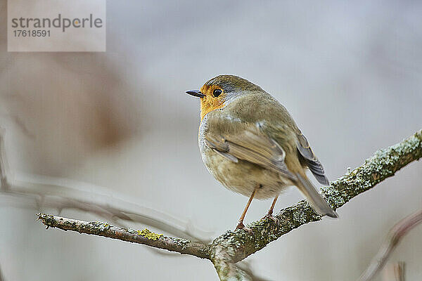 Rotkehlchen (Erithacus rubecula) auf einem Ast sitzend; Bayern  Deutschland