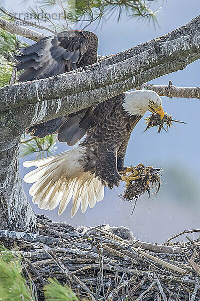 Ausgewachsener Weißkopfseeadler (Haliaeetus leucocephalus)  der zu seinem Nest in einer Kiefer fliegt und Nistmaterial in Schnabel und Krallen trägt; Minnesota  Vereinigte Staaten von Amerika