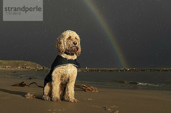 Ein blonder Kakadu-Hund sitzt während eines Regens mit einem Regenmantel an einem Strand am Wasser; Whitburn  Tyne and Wear  England