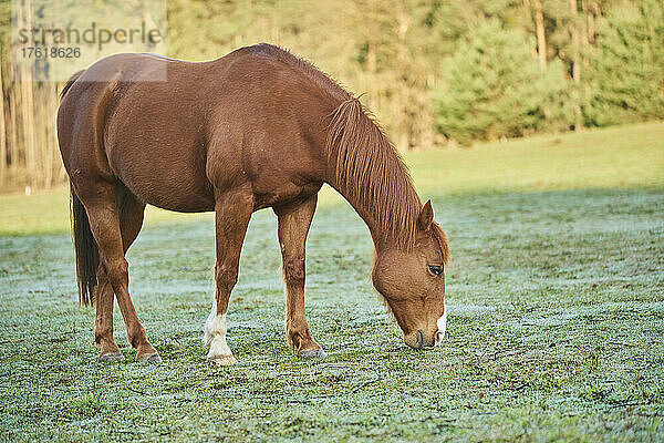 Porträt eines kastanienbraunen Pferdes (Equus ferus caballus)  das sich auf einer Wiese bückt und grast; Bayern  Deutschland