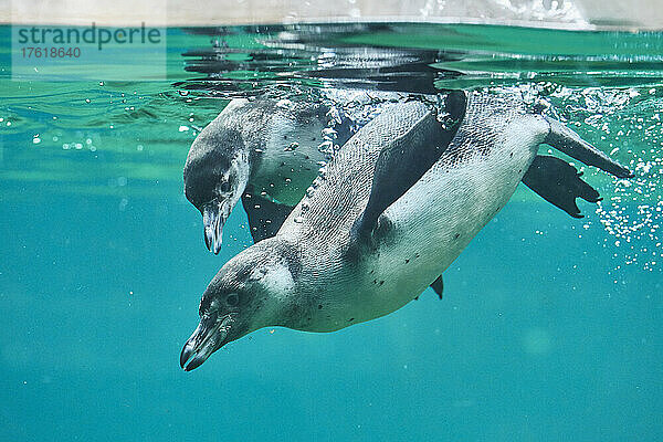 Humboldt-Pinguine (Spheniscus humboldti) im Wasser; Deutschland