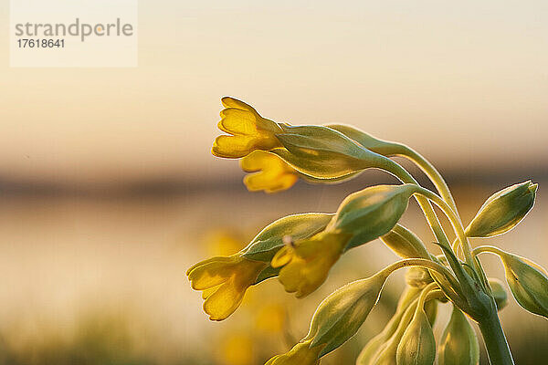 Gewöhnliche Schlüsselblume oder Schlüsselblume (Primula veris); Bayern  Deutschland