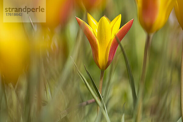 Selektive Nahaufnahme einer blühenden Tulpe mit gelben und roten Blütenblättern in einem Feld; Oregon  Vereinigte Staaten von Amerika