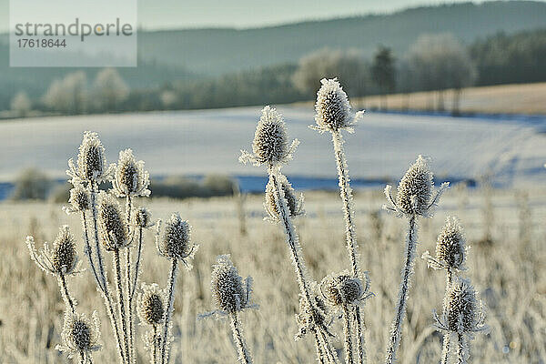 Gefrorene Indische Teesel (Dipsacus sativus) auf einem Feld; Bayern  Deutschland