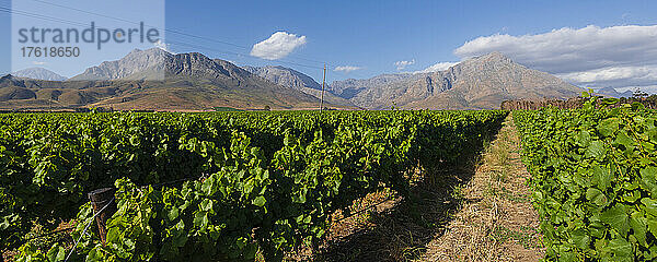 Weinberge mit Reihen von Weinstöcken und Bergen am Horizont in den Weinbergen von Franschhoek; Franschhoek  Cape Winelands  Westkap  Südafrika