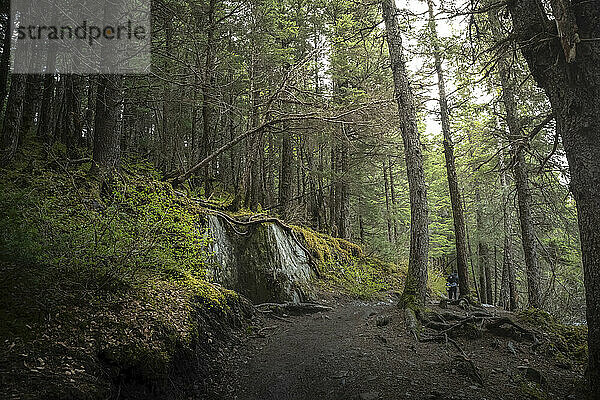 Blick von hinten auf einen Wanderer auf einem unbefestigten Weg  der einen Wanderweg durch den Wald entlangläuft; Anchorage  Alaska  Vereinigte Staaten von Amerika