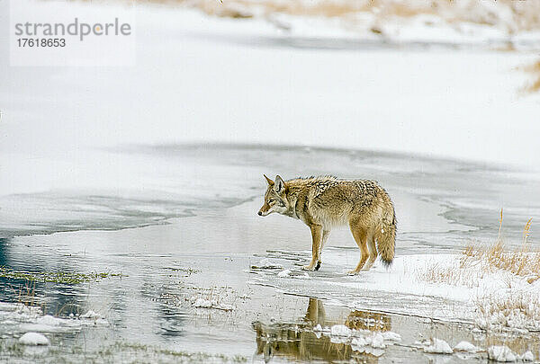 Ein Kojote (Canis latrans) hält am Rande eines schneebedeckten Teiches im Lamar Valley an  bevor er zur Nahrungssuche hinüberwatet; Yellowstone National Park  Wyoming  Vereinigte Staaten von Amerika