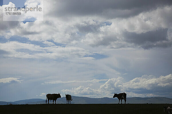 Kühe als Silhouette in der mongolischen Steppe.