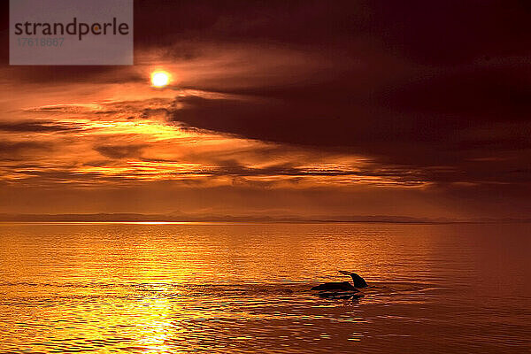 Pottwalflosse bei Sonnenuntergang  Golf von Kalifornien  Mexiko.