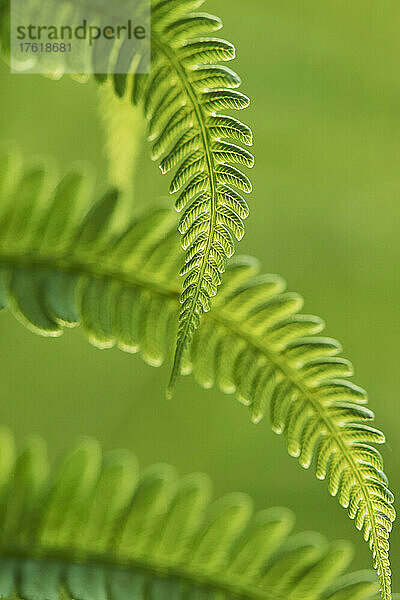 Detail eines männlichen Farns oder Wurmfarns (Dryopteris filix-mas); Bayern  Deutschland