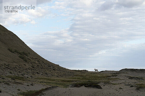 Silhouette eines Rehs im Grasslands National Park  Saskatchewan  Kanada; Val Marie  Saskatchewan  Kanada