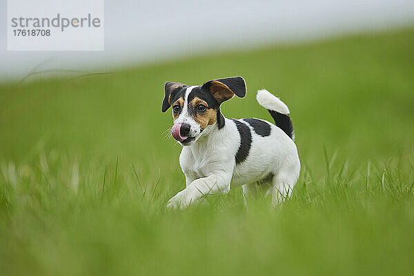 Jack Russell Terrier Welpe läuft auf einer Wiese; Bayern  Deutschland