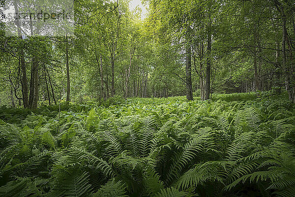 Schöner Laubwald mit Farnen  die den Waldboden bedecken; Alaska  Vereinigte Staaten von Amerika