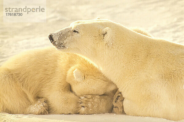 Eisbärenjunges (Ursus maritimus)  das sich an seine Mutter kuschelt  die im Schnee entlang der Hudson Bay liegt; Manitoba  Kanada